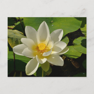 Cartão Postal De Festividades White Lotus flowers in a pond