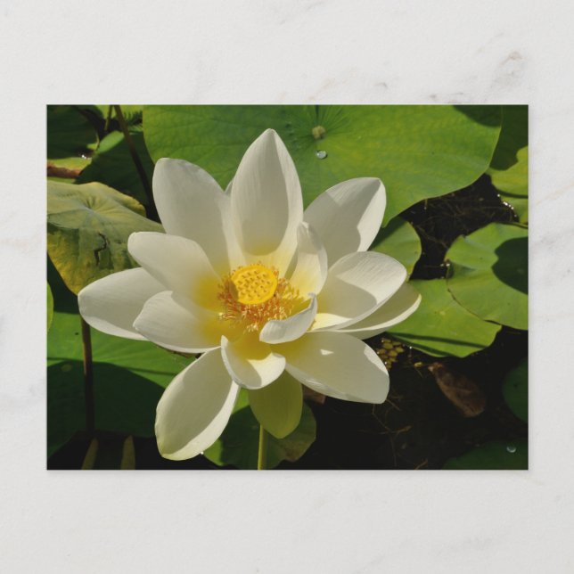 Cartão Postal De Festividades White Lotus flowers in a pond (Frente)