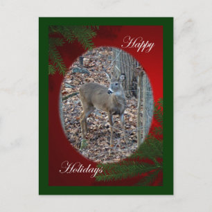 Cartão Postal De Festividades Whitetail Deer Spike Buck Série Felizes Feriados