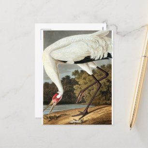 Cartão Postal De Festividades Whooping Crane de John James Audubon