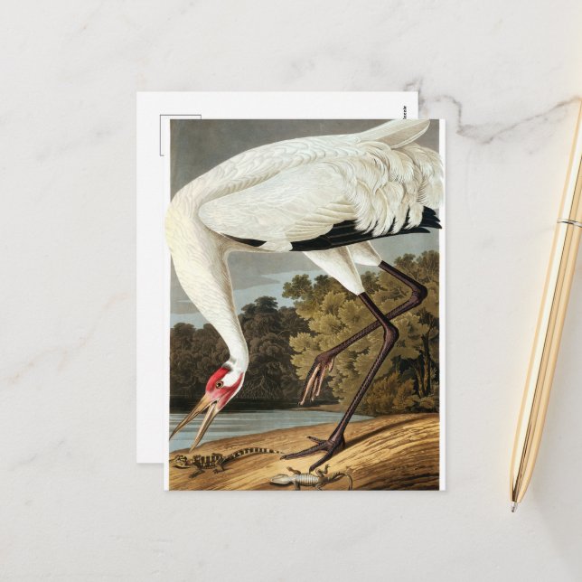 Cartão Postal De Festividades Whooping Crane de John James Audubon (Frente/Verso In Situ)