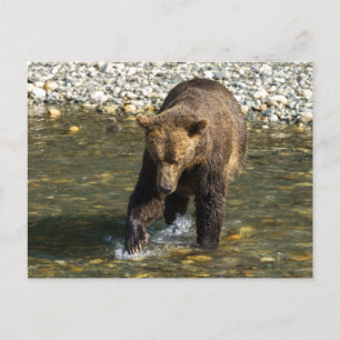 Cartão Postal De Festividades Wild Grizzly Tentando Pegar Salmão No Toba In