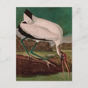 Cartão Postal De Festividades Wood Ibis Birds da América - Impressão de Audubon