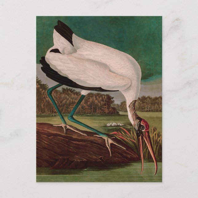 Cartão Postal De Festividades Wood Ibis Birds da América - Impressão de Audubon (Frente)