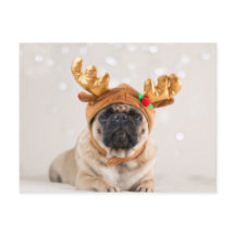 XMas Pug