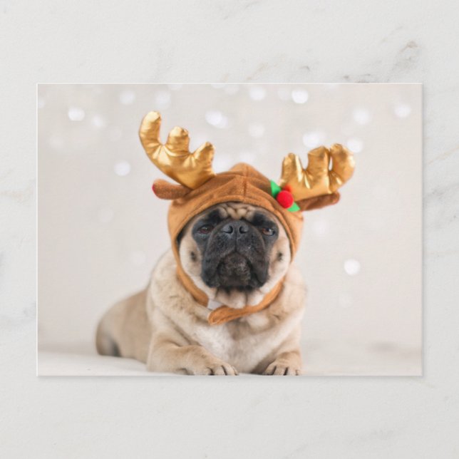 Cartão Postal De Festividades XMas Pug (Frente)