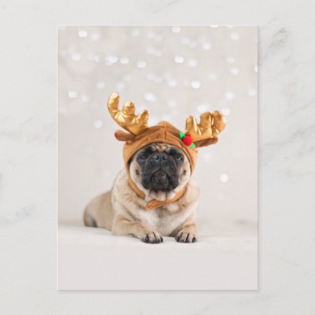 Cartão Postal De Festividades XMas Pug (Frente)