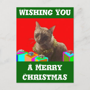 Cartão Postal De Festividades Zack The Xmas Cat