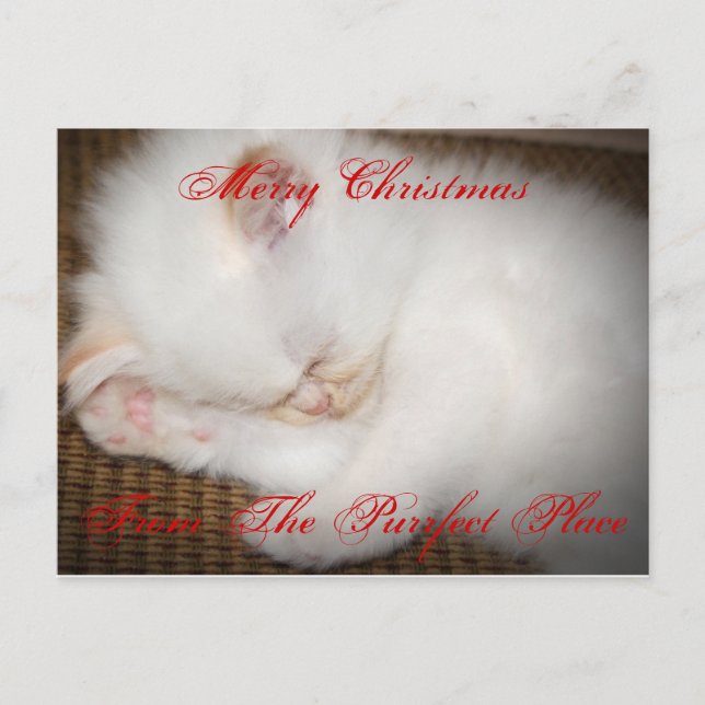 Cartão Postal De Festividades zazzle, ChristmasFrom alegre o lugar de Purrfect (Frente)