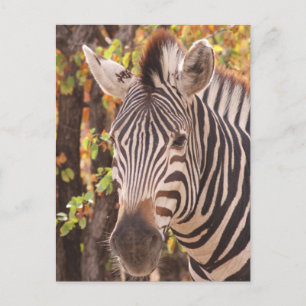 Cartão Postal De Festividades zebra africana Burchell com listras em Bushveld