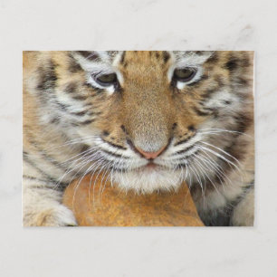 Cartão Postal de Filhote de Tigre