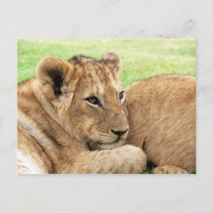 Cartão postal de filhote de tigre