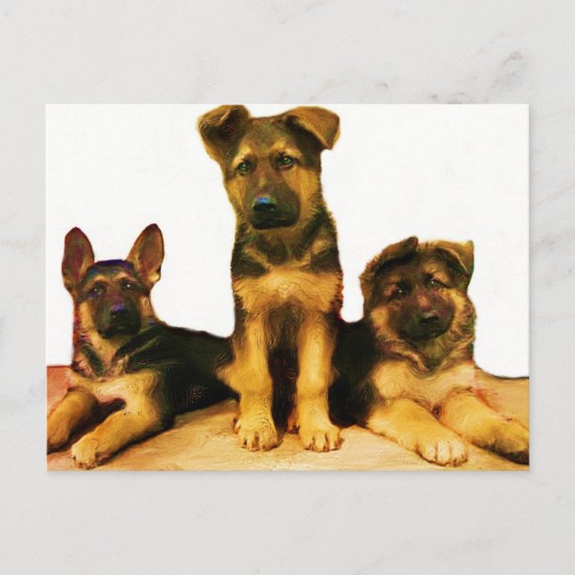 cartão postal de filhotes de german shepherd (Frente)