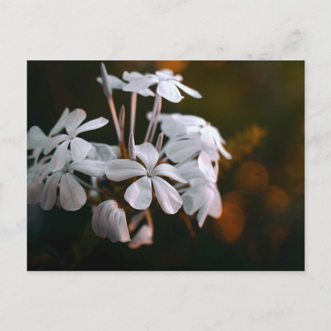Cartão Postal de Flor Botânica Elegante (Frente)