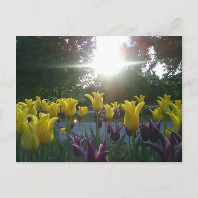 Cartão postal de flor de chicote (Frente)