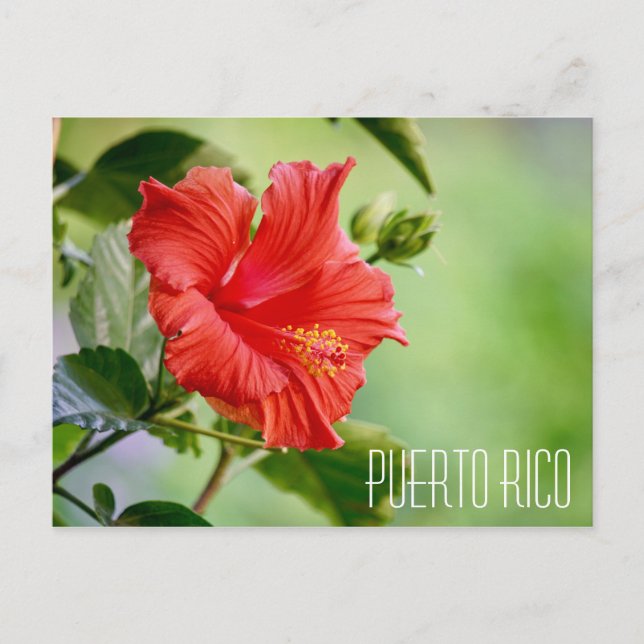Cartão postal de flor de hibisco porto-riquenho (Frente)