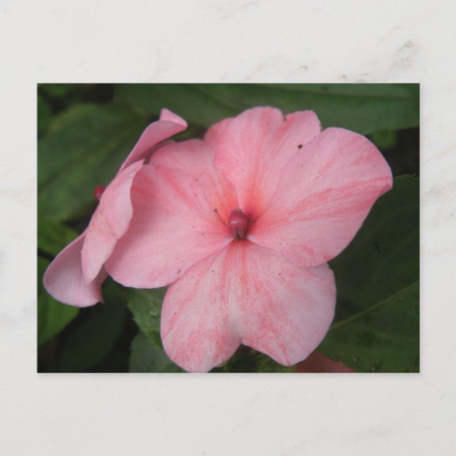 Cartão postal de flor de impatiens rosa pálido (Frente)