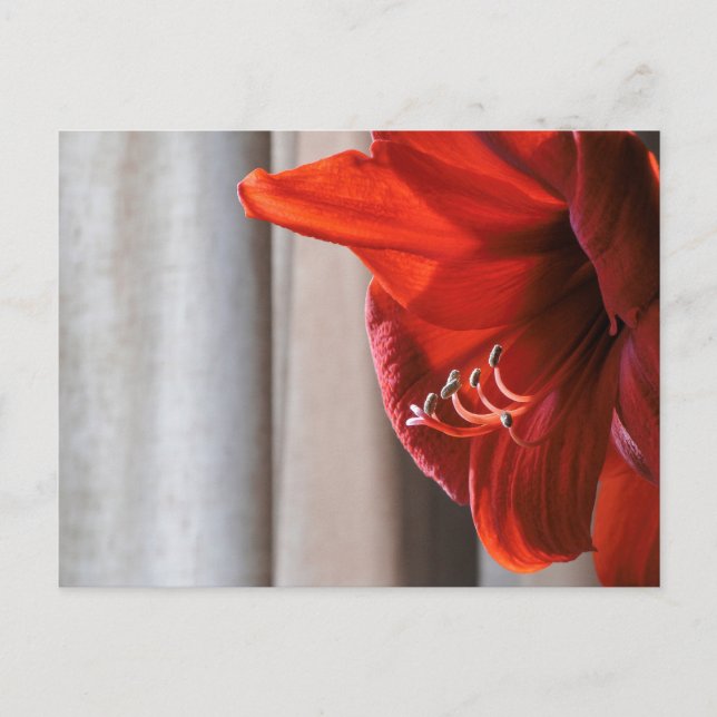 Cartão postal de Flor de Leão Vermelho Amaryllis (Frente)