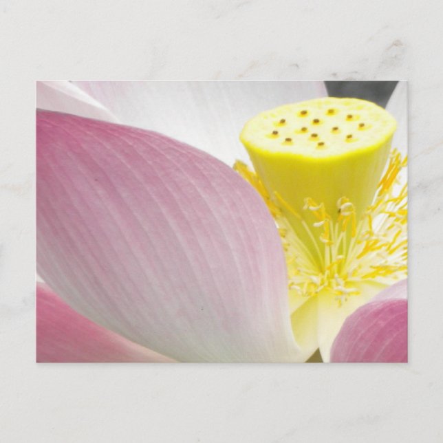 Cartão postal de flor de lótus (Frente)