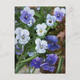 Cartão Postal de Flor de Pensamento Roxa