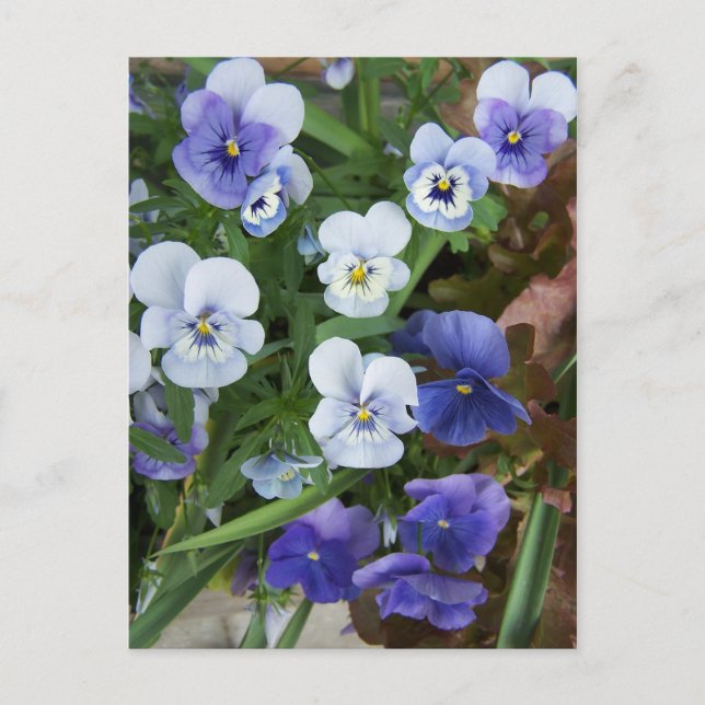 Cartão Postal de Flor de Pensamento Roxa (Frente)