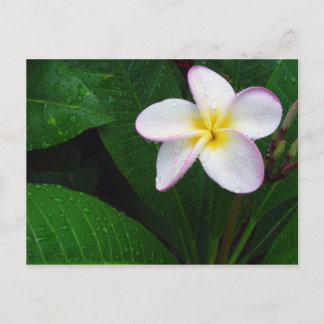 Cartão postal de flor de plumeria havaiana amarela
