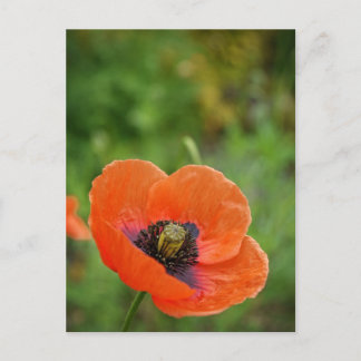Cartão postal de Flor Laranja Selvagem (NZ)