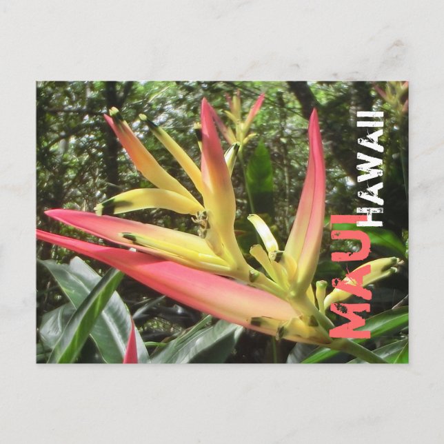 Cartão postal de flor Maui Hawaii (Frente)