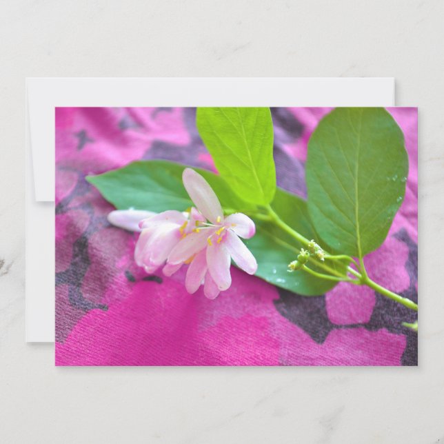 Cartão-postal de flor rosa (Frente)