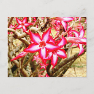 Cartão postal de flor rosa