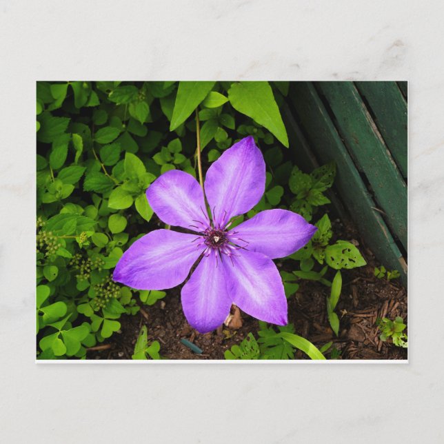 Cartão postal de flor roxa (Frente)
