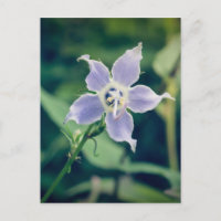 Cartão postal de flor selvagem alta