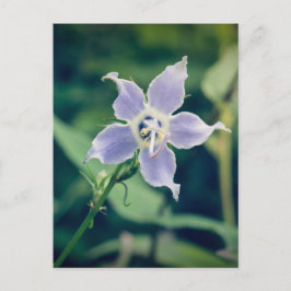 Cartão postal de flor selvagem alta