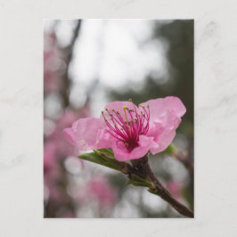Cartão postal de flor selvagem da cereja de montan