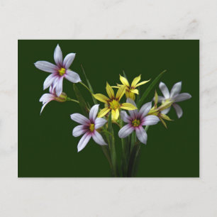 Cartão postal de flor selvagem de olhos azuis prim