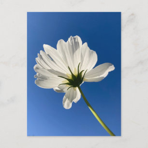 Cartão postal de Flor Silvestre Branca