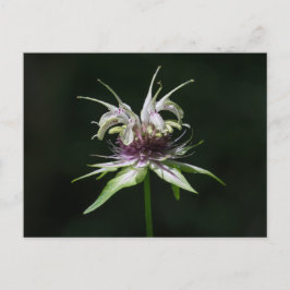 Cartão postal de flor silvestre de bergamota branc