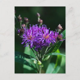 Cartão postal de flor silvestre roxa Appalachian I