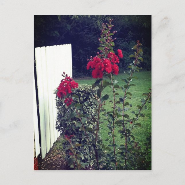 Cartão postal de flor vermelha (Frente)