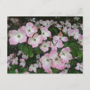 Cartão Postal de Flores Cor-de-Rosa DIY