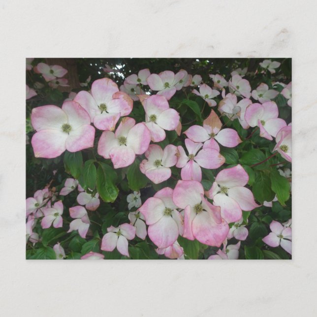 Cartão Postal de Flores Cor-de-Rosa DIY (Frente)