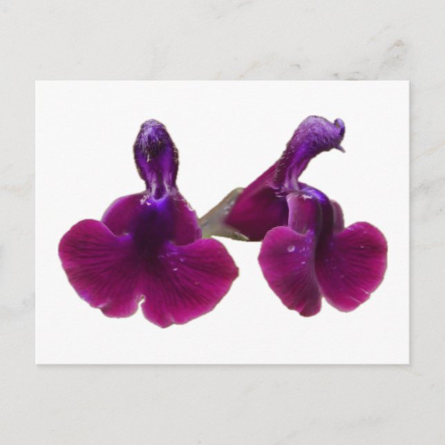 Cartão postal de flores de Salvia Roxa (Frente)
