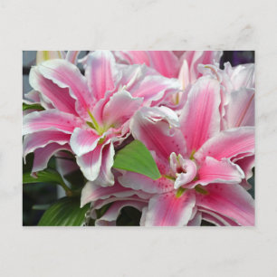 Cartão postal de flores lírios cor-de-rosa
