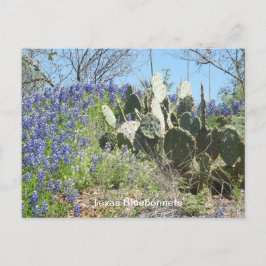 Cartão Postal de Flores Silvestres e Cactus do Tex