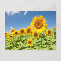 Cartão postal de flores sungueiras