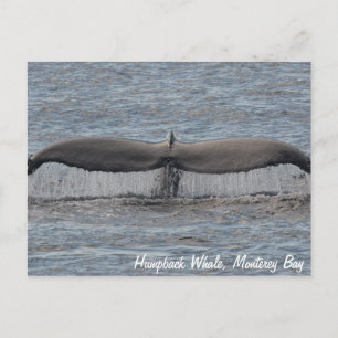 Cartão postal de Fluxos de Baleia Humpback