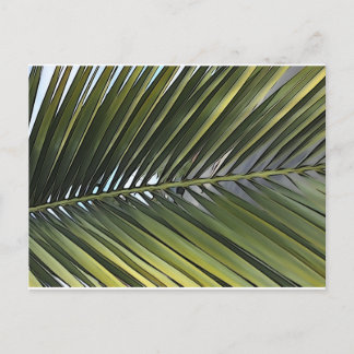 Cartão postal de folha de árvore Palm