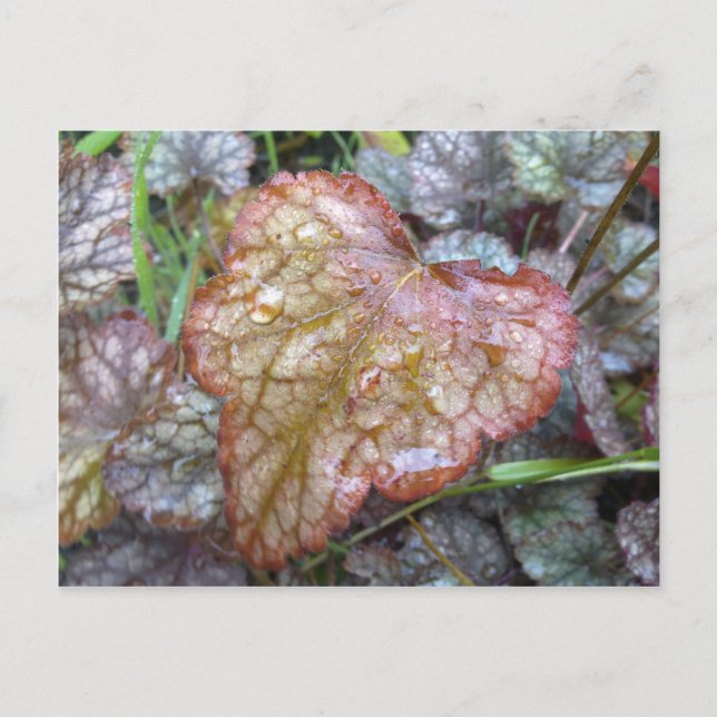 Cartão postal de Folha do Coração (Frente)