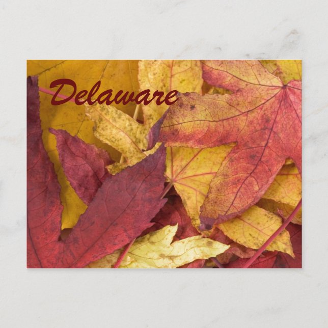 Cartão Postal de Folhas de Outono de Delaware (Frente)