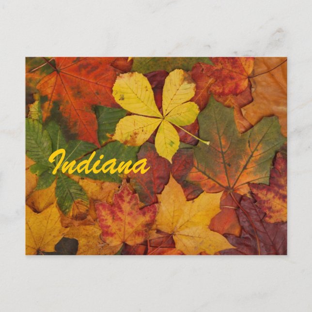 Cartão Postal de Folhas de Outono de Indiana (Frente)